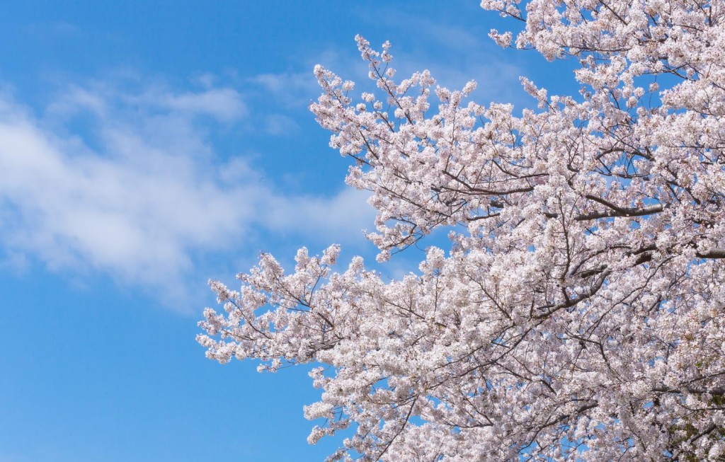 桜の画像｜四季の美｜伝統工芸と文化の情報サイト