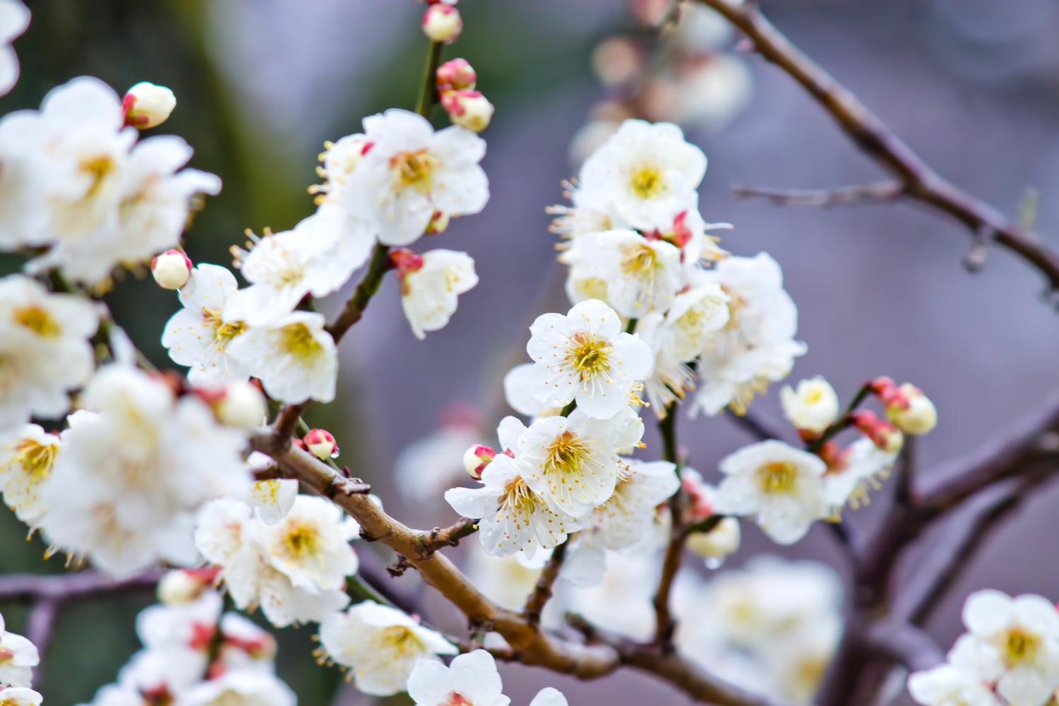春に咲く花25選〜四季の花、春編〜｜季節の花々