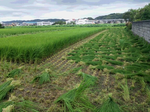 しめ縄職人求人募集|〆飾り工房越野の画像3